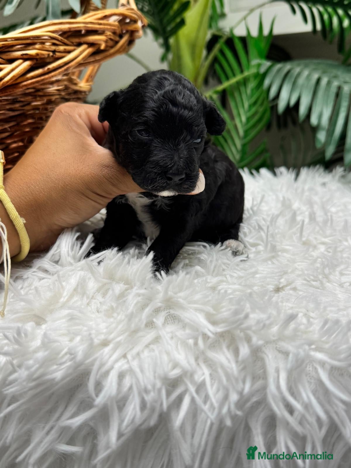 Raza Mixta perros en venta: CANICHE HEMBRA - Anuncio 6