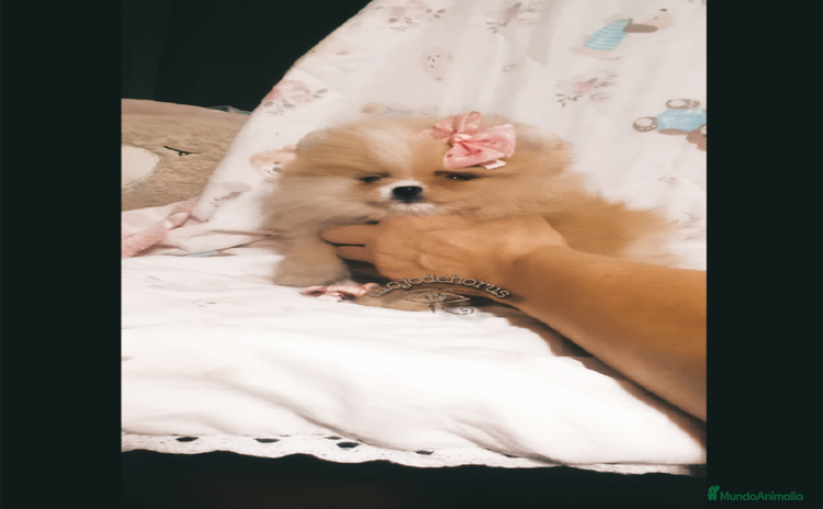 Pomerania perros - Anuncio 2