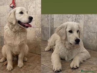 Golden Retriever perros Golden macho - Anuncio 1
