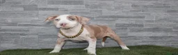 American Pit Bull Terrier perros en venta: American Pit bull - Anuncio 4