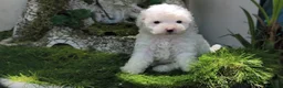 Caniche Toy perros en venta: Caniche toy - Anuncio 2