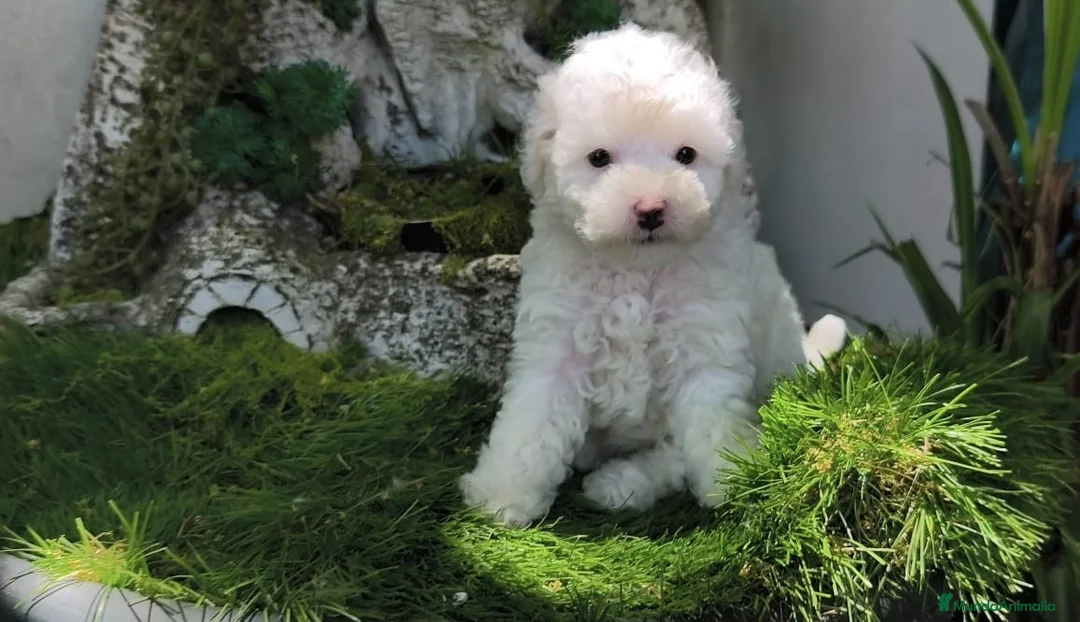 Caniche Toy perros en venta: Caniche toy - Anuncio 2