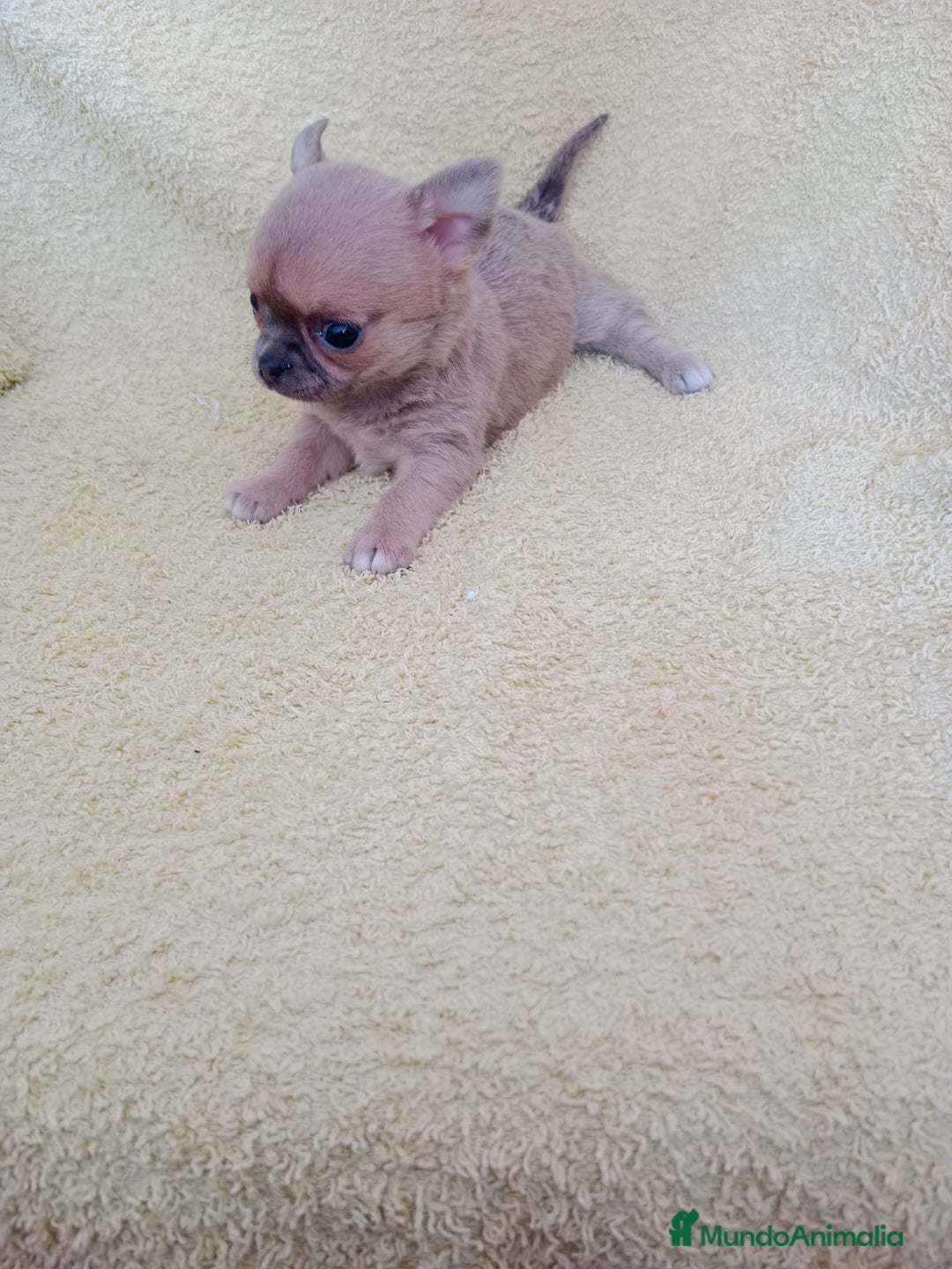 Chihuahua perros en venta: chihuahua linea rusa  - Anuncio 4