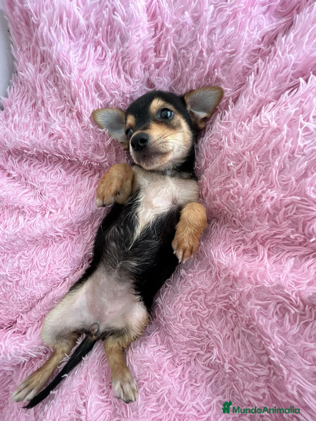 Chihuahua perros en venta: Chihuahua mini - Anuncio 4
