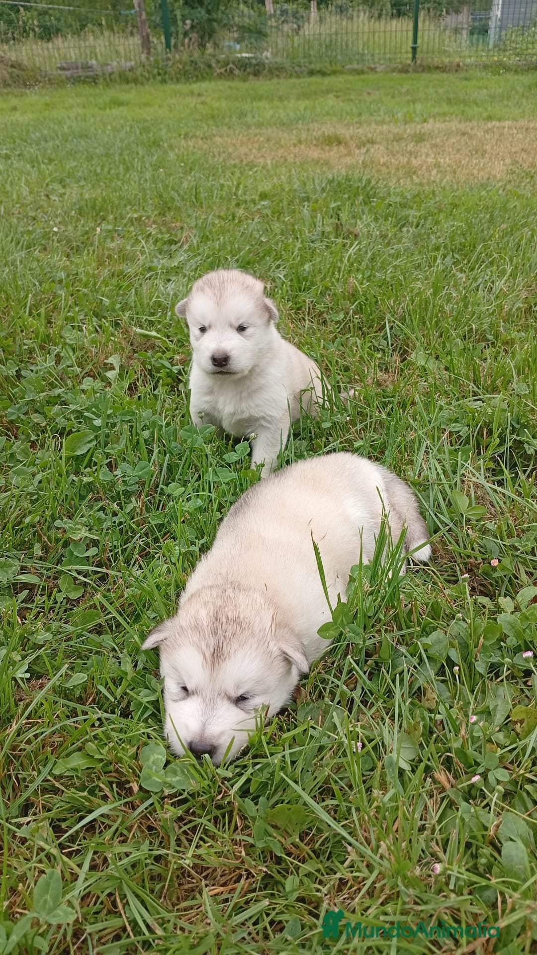 Alaskan Malamute perros en venta: Alaska Malamute  - Anuncio 2