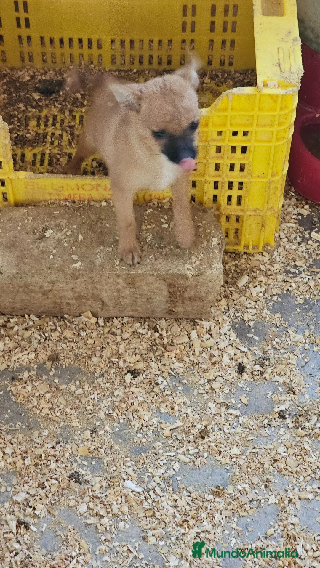 Raza Mixta perros en venta: Mini toy  - Anuncio 2