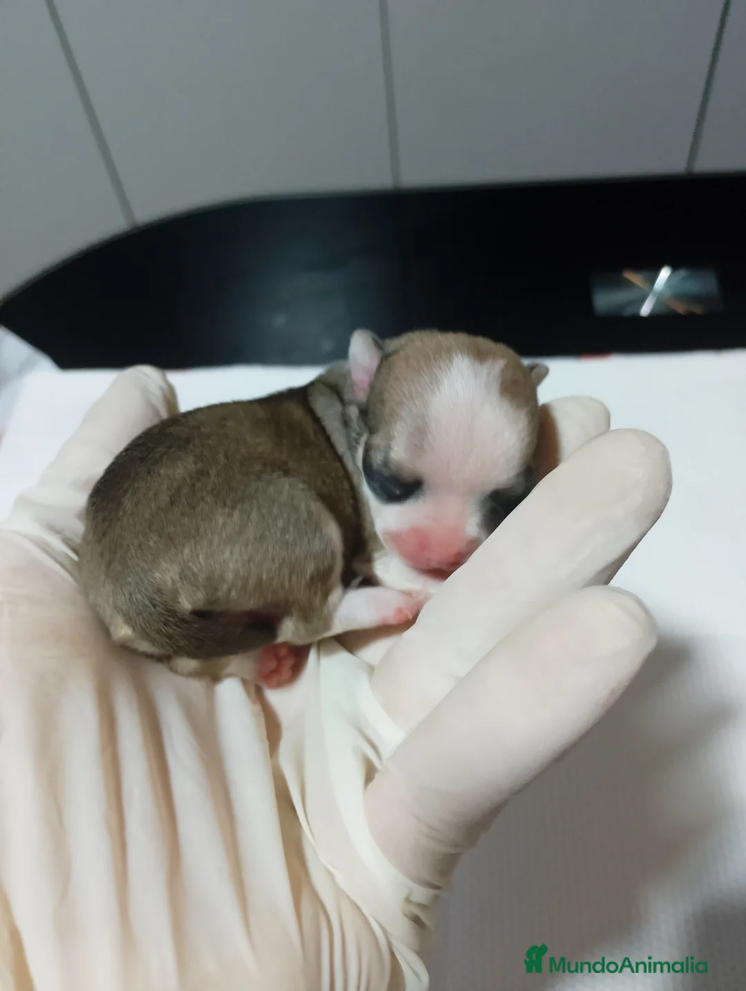 Chihuahua perros en venta: Chihuahuas toys en Alicante - Anuncio 4