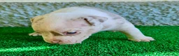 American Bully perros en venta: American Bully Pocket  - Anuncio 2