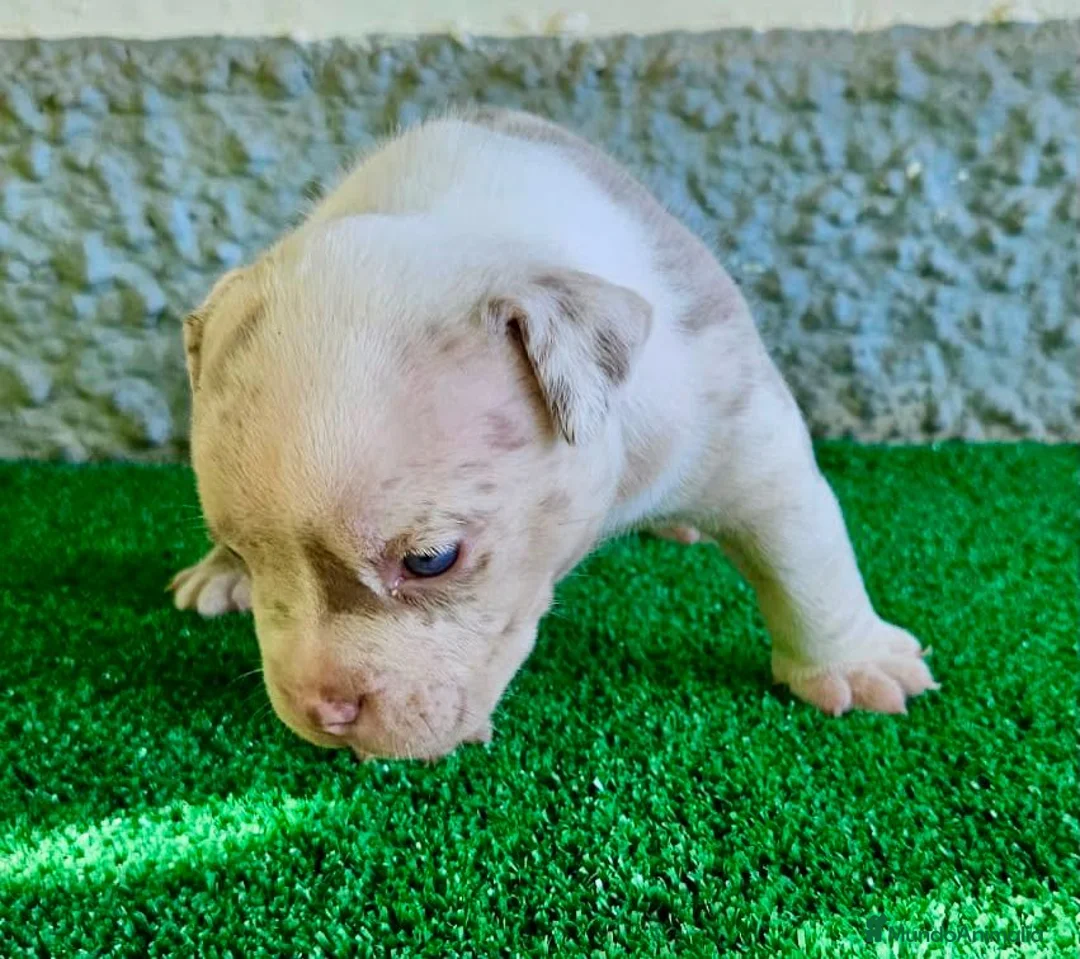 American Bully perros en venta: American Bully Pocket  - Anuncio 2