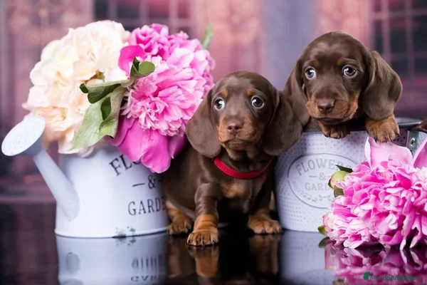 Teckel Miniatura perros TECKEL ALMERIA - LISTOS PARA ENTREGA  - Anuncio 4