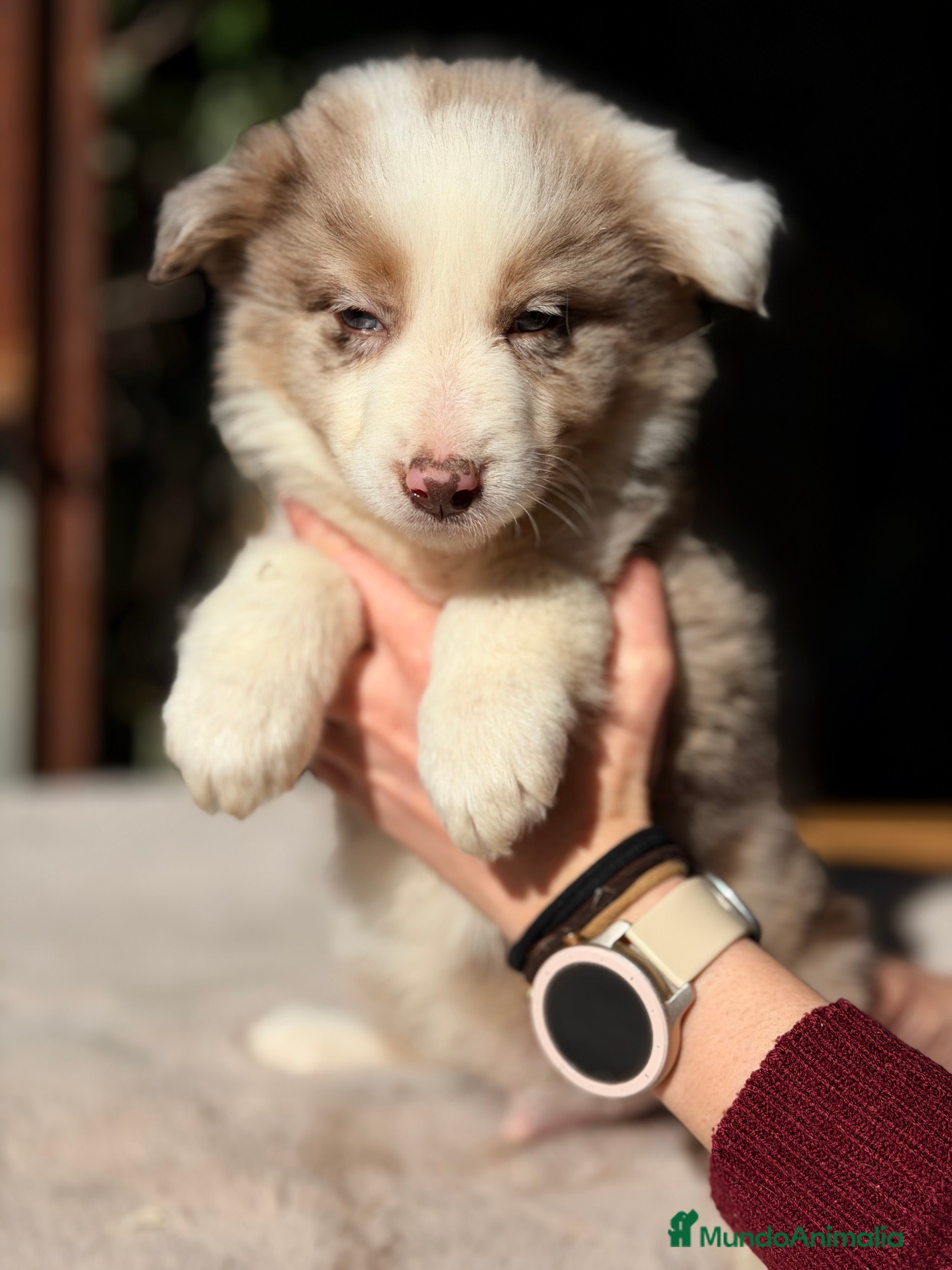 Border Collie perros Border collie red Merle - Anuncio 3