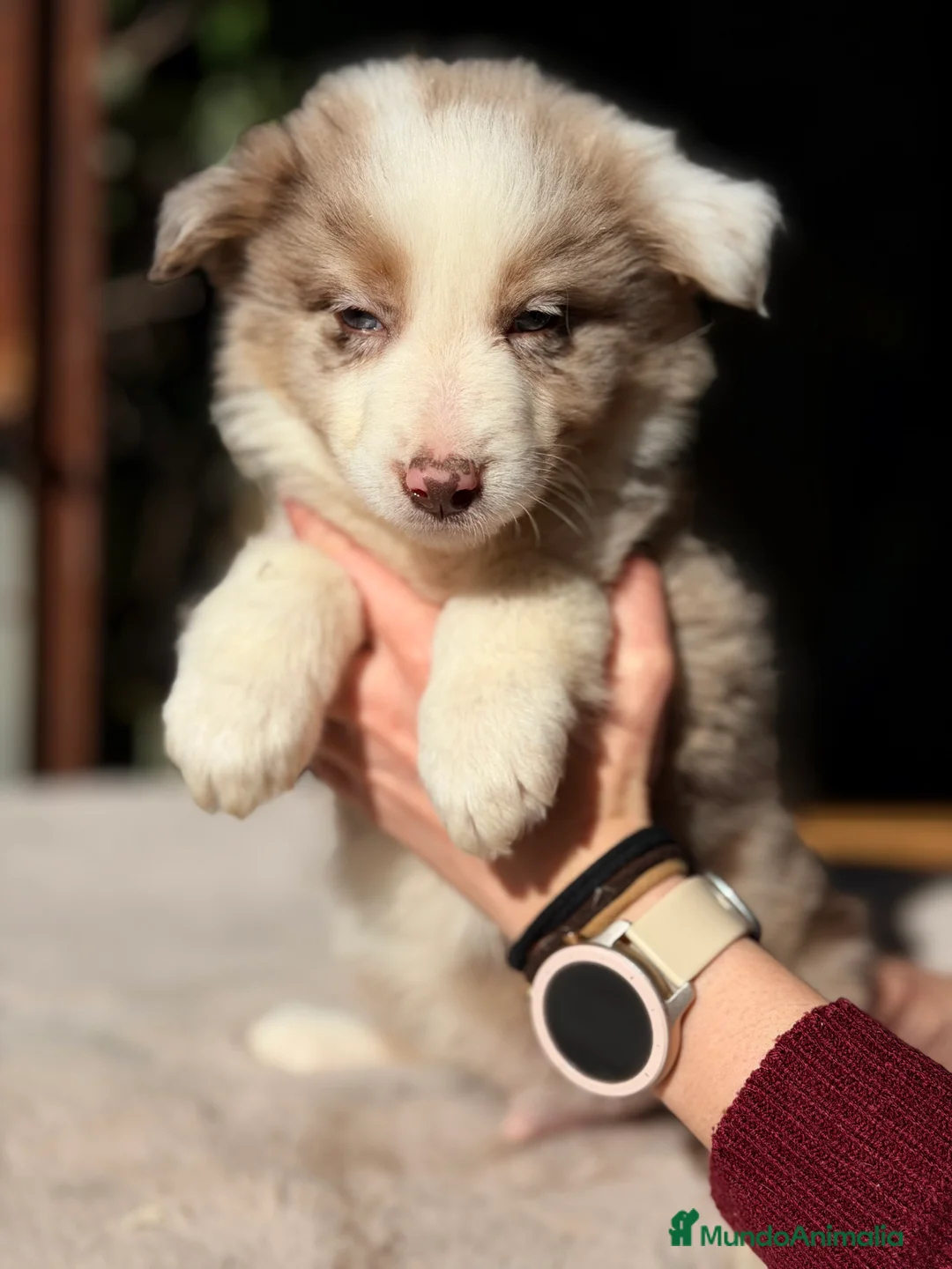Border Collie perros en venta: Border collie red Merle - Anuncio 1