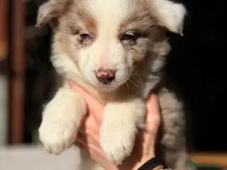 Border Collie perros Border collie red Merle - Anuncio 3