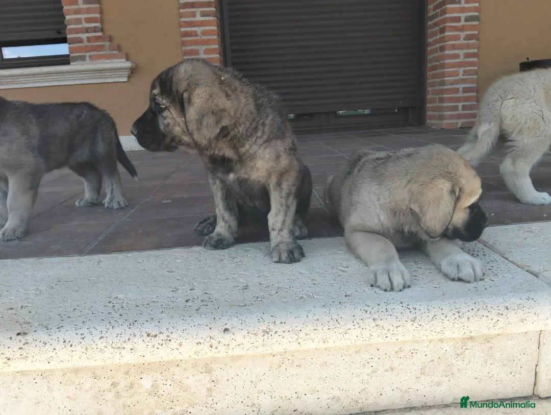 Mastín Español perros en venta: Mastin  - Anuncio 2