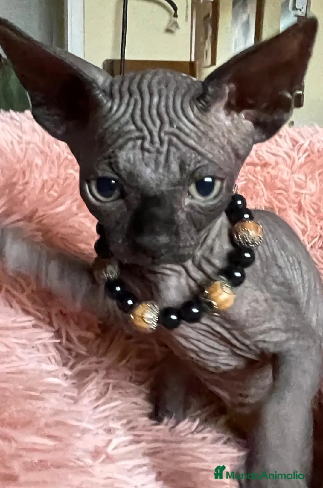 Sphynx gatos en venta: Gatita sphynx color negro! - Anuncio 1