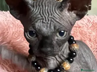 Sphynx gatos Gatita sphynx color negro! - Anuncio 1
