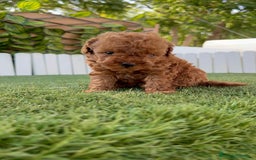 Caniche Toy perros en venta: CANICHE TOY ROJO MACHO - Imagen 21