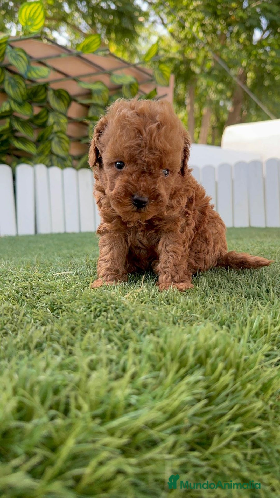 Caniche Toy perros en venta: CANICHE TOY ROJO MACHO - Imagen 21