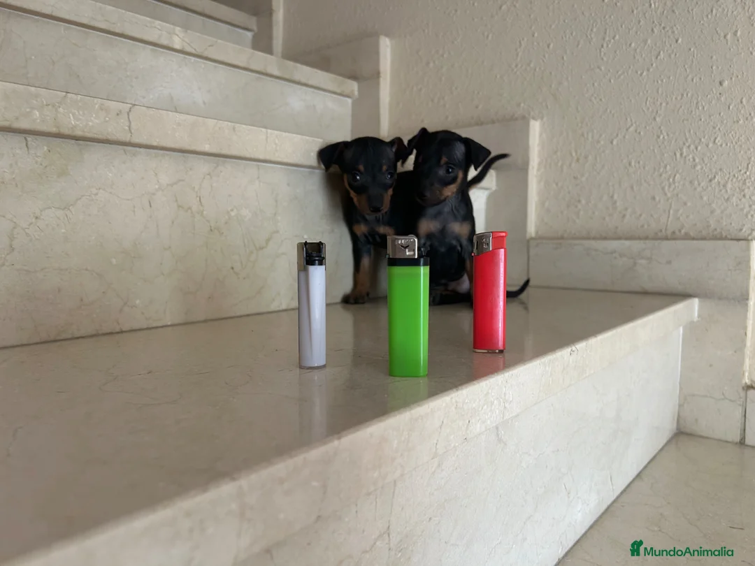 Pinscher Miniatura perros en venta: Mini Pincher De Máxima Calidad MINIS - Anuncio 2