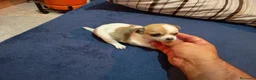 Chihuahua perros en venta: Chihuahua toy - Anuncio 3