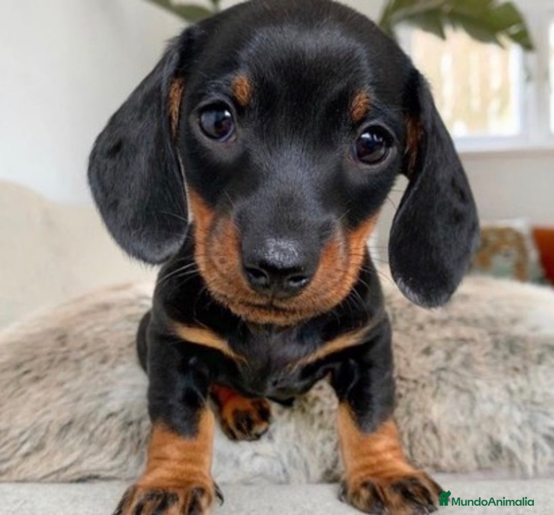 Teckel Miniatura perros en venta: Teckel Kanichen  - Anuncio 2