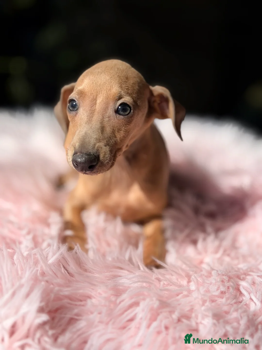 Pequeño Lebrel Italiano perros en venta: Piccolo italiano hembra  - Anuncio 5