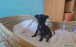 Chihuahua perros en venta: Chihuahua toy cabeza manzana  - Imagen 1