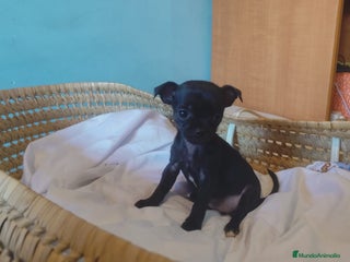 Chihuahua perros - Anuncio 7