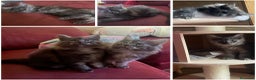 Maine Coon gatos en venta: Camada gatito raza Main Coon - Anuncio 1