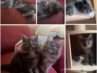 Maine Coon gatos Camada gatito raza Main Coon - Anuncio 3