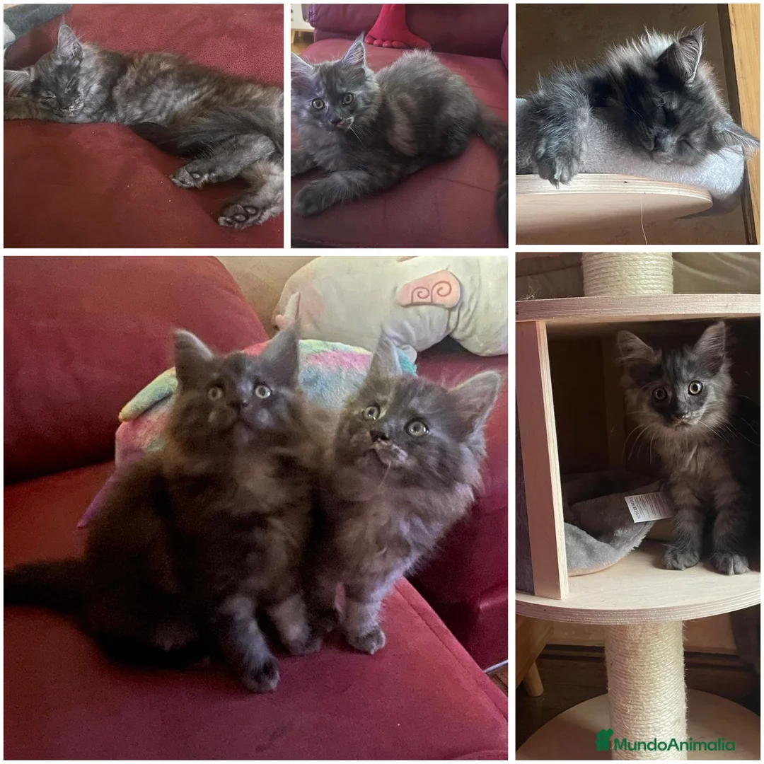 Maine Coon gatos en venta: Camada gatito raza Main Coon - Anuncio 1