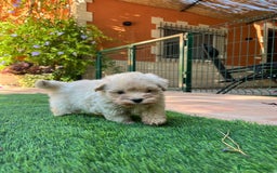Maltipoo perros en venta: Maltipoo toy - Imagen 1
