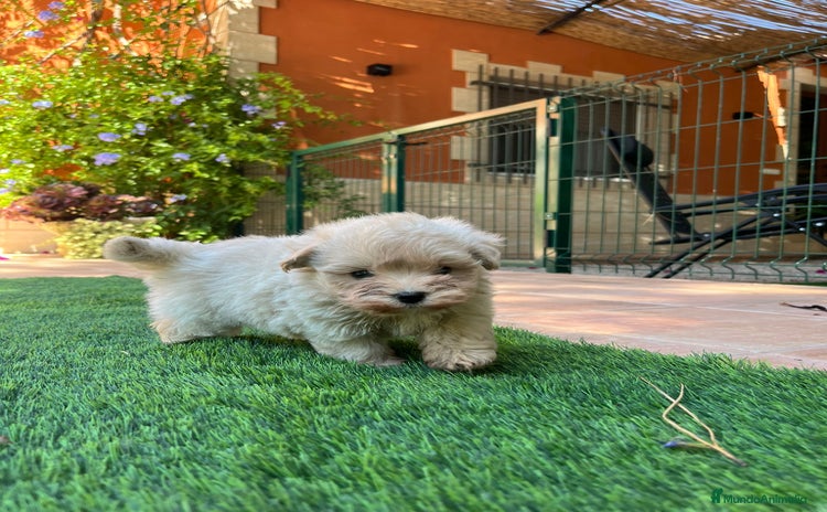 Maltipoo perros - Propaganda 1