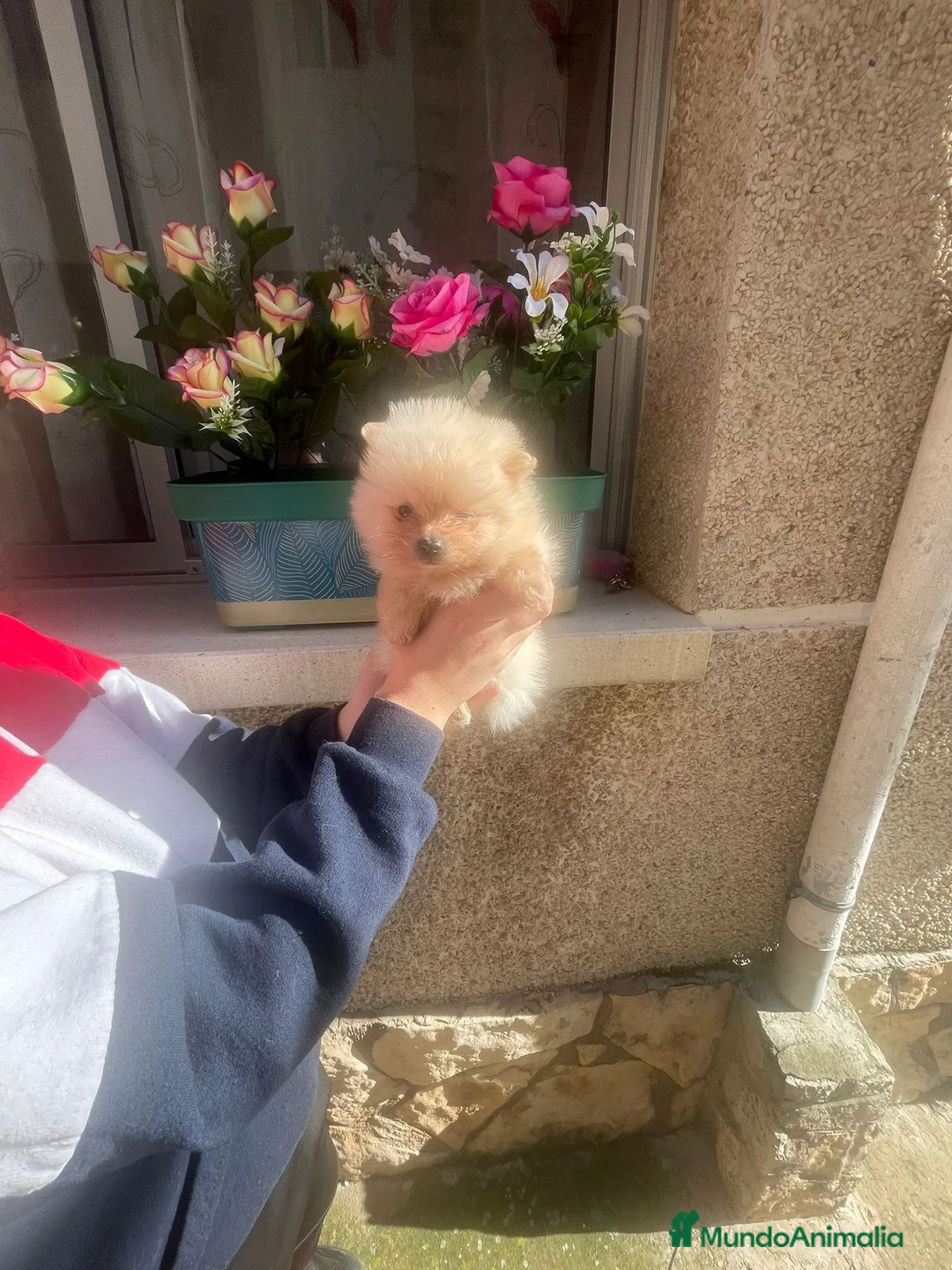 Pomerania perros en venta: Pomerania toy - Anuncio 3