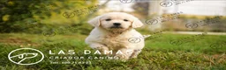 Golden Retriever perros en venta: Golden retriever disponibles.  - Anuncio 2