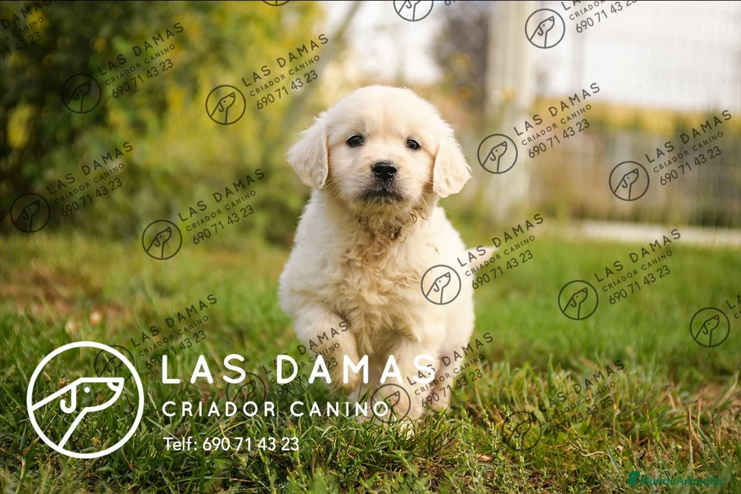 Golden Retriever perros en venta: Golden retriever disponibles.  - Anuncio 2