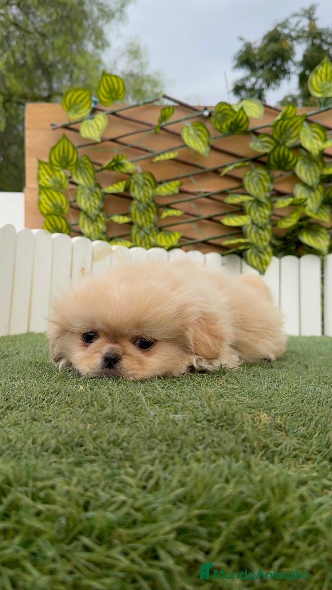 Pekinés perros en venta: PEKINES IMPERIAL - Imagen 11