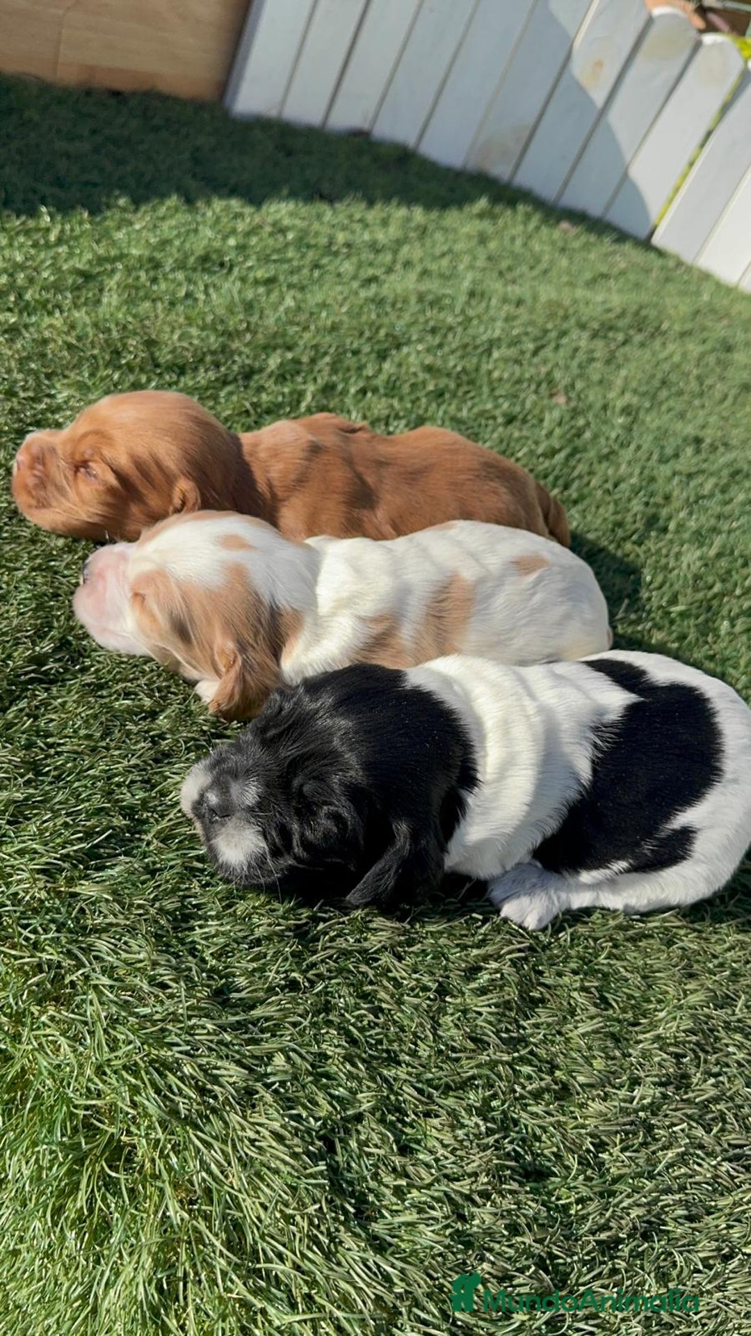 Cocker Spaniel Inglés perros en venta: COCKER SPANIEL INGLES - Anuncio 1