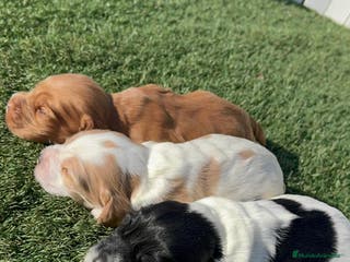 Cocker Spaniel Inglés perros COCKER SPANIEL INGLES - Anuncio 1