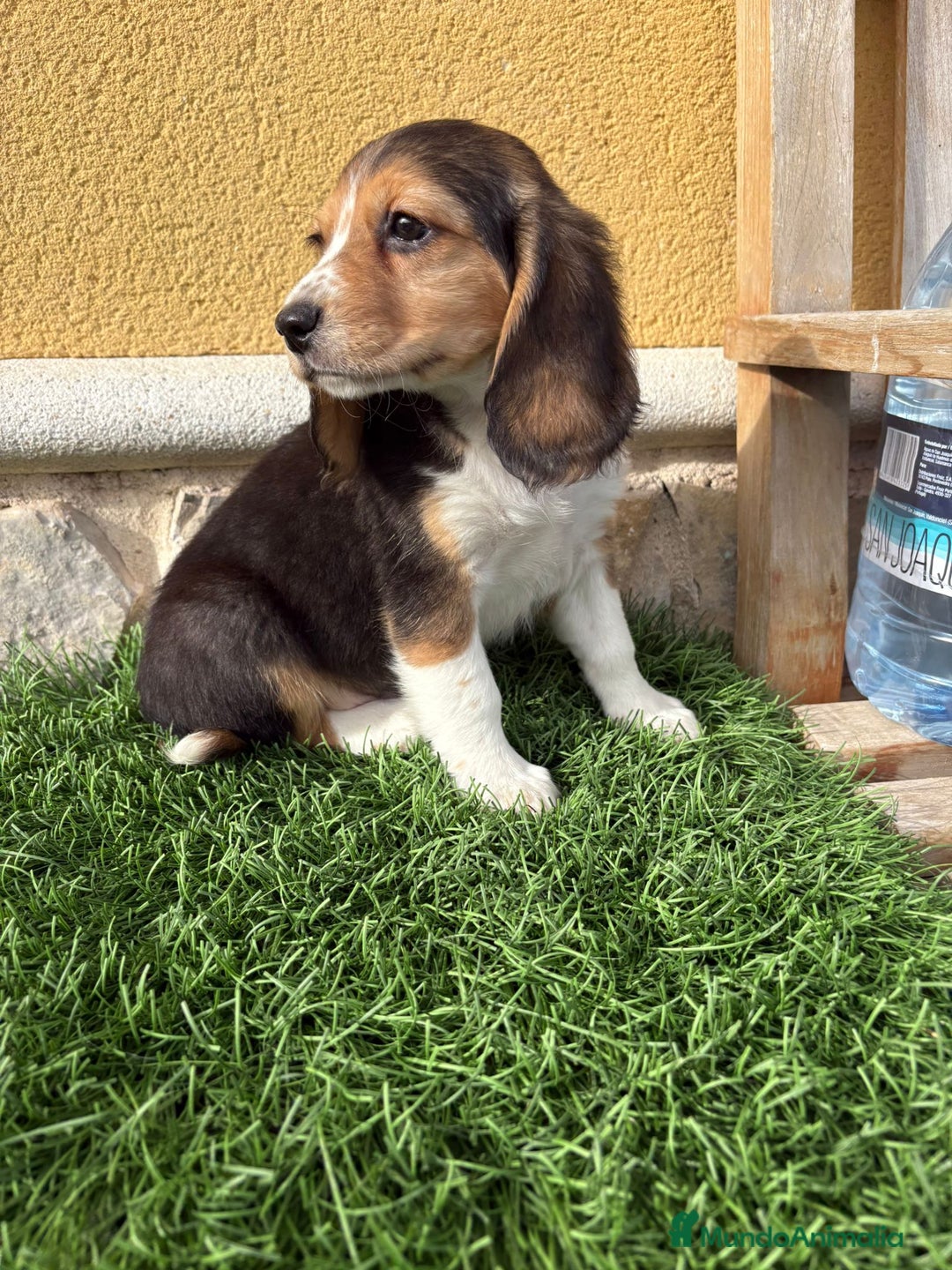 Beagle perros en venta: Preciosos cachorros de Beagle  - Anuncio 15