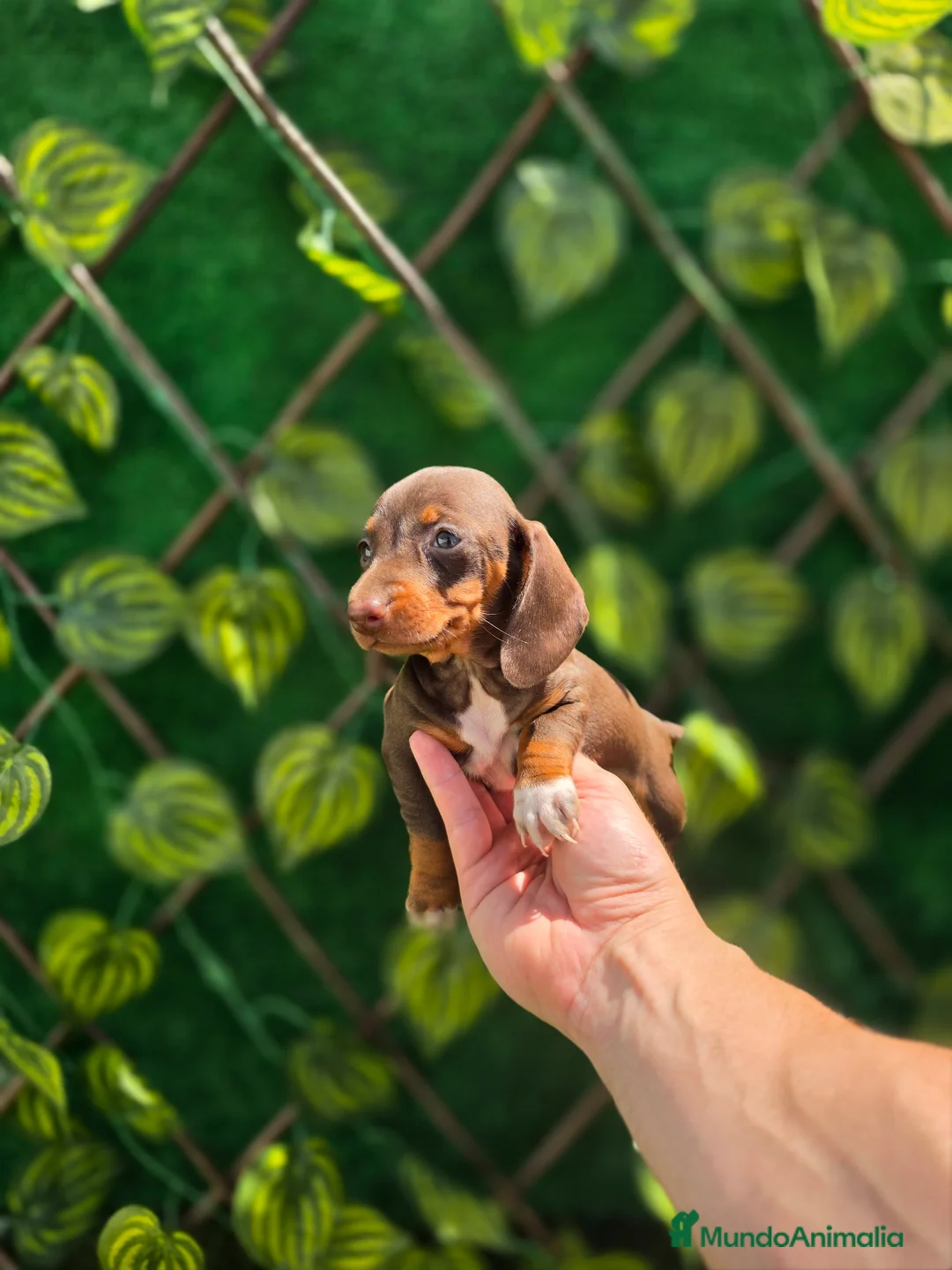 Teckel Miniatura perros en venta: TECKEL KANNINCHEN & MINIATURA CHOCOLATE - Anuncio 6