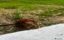 Teckel Miniatura perros en venta: Teckel miniaturas - Imagen 14