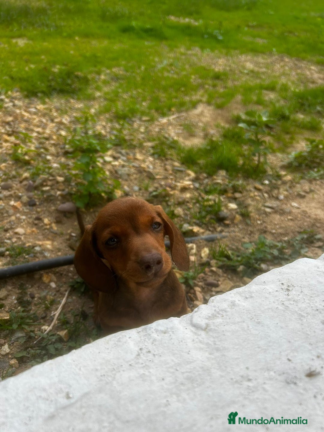Teckel Miniatura perros en venta: Teckel miniaturas - Imagen 14