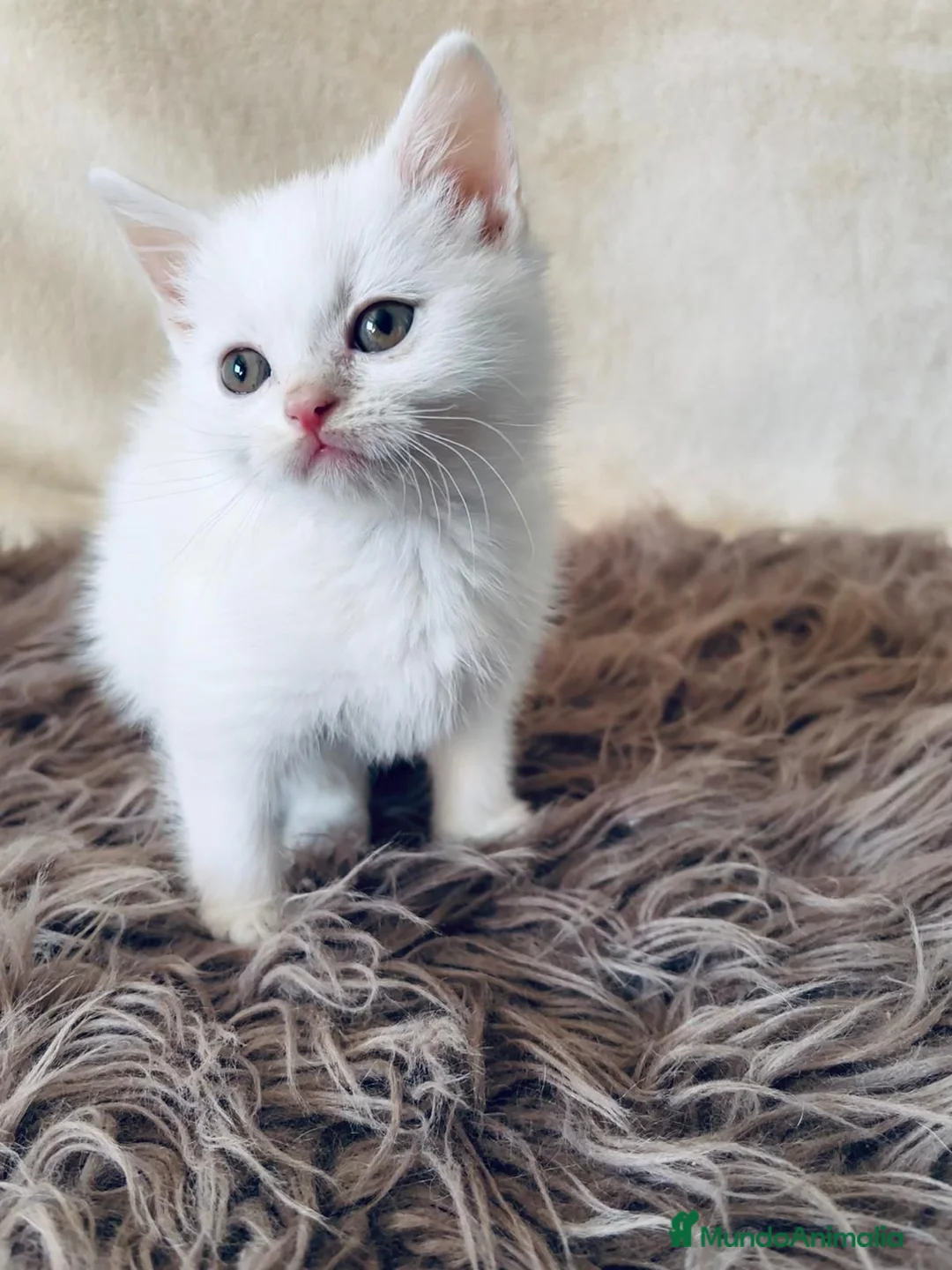 Británico de Pelo Largo gatos en venta: Machos British shorthair blanco  - Anuncio 1