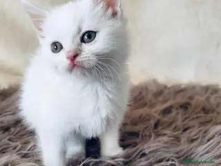 Británico de Pelo Largo gatos Machos British shorthair blanco - Anuncio 1