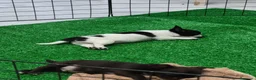 Chihuahua perros en venta: Chihuahuas toys impresionantes  - Anuncio 3