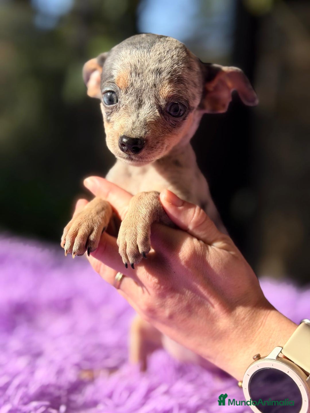 Ratón de Praga perros en venta: RATON DE PRAGA MERLE - Anuncio 4