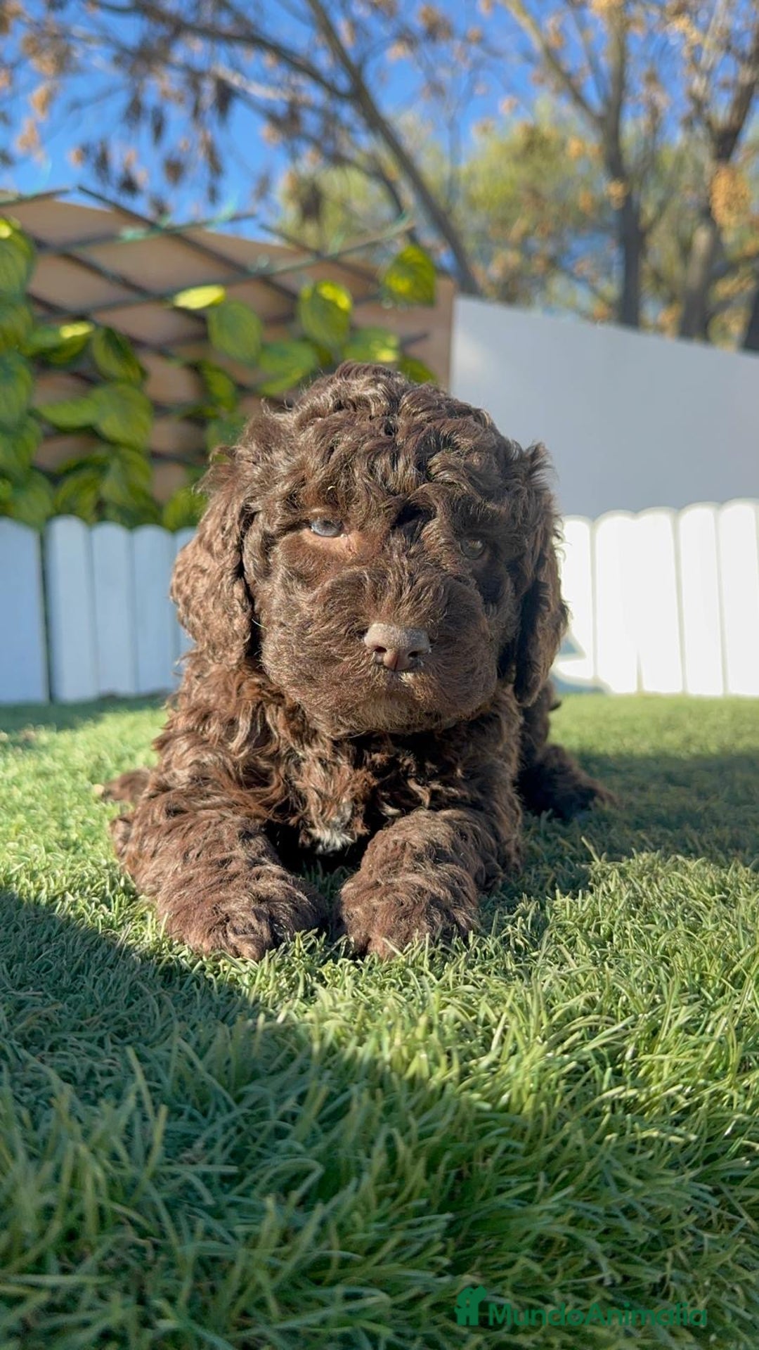 Perro de Agua Español perros en venta: PERRO DE AGUA ESPAÑOL - Anuncio 22