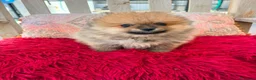 Pomerania perros en venta: Lulú pomerania toy - Anuncio 15