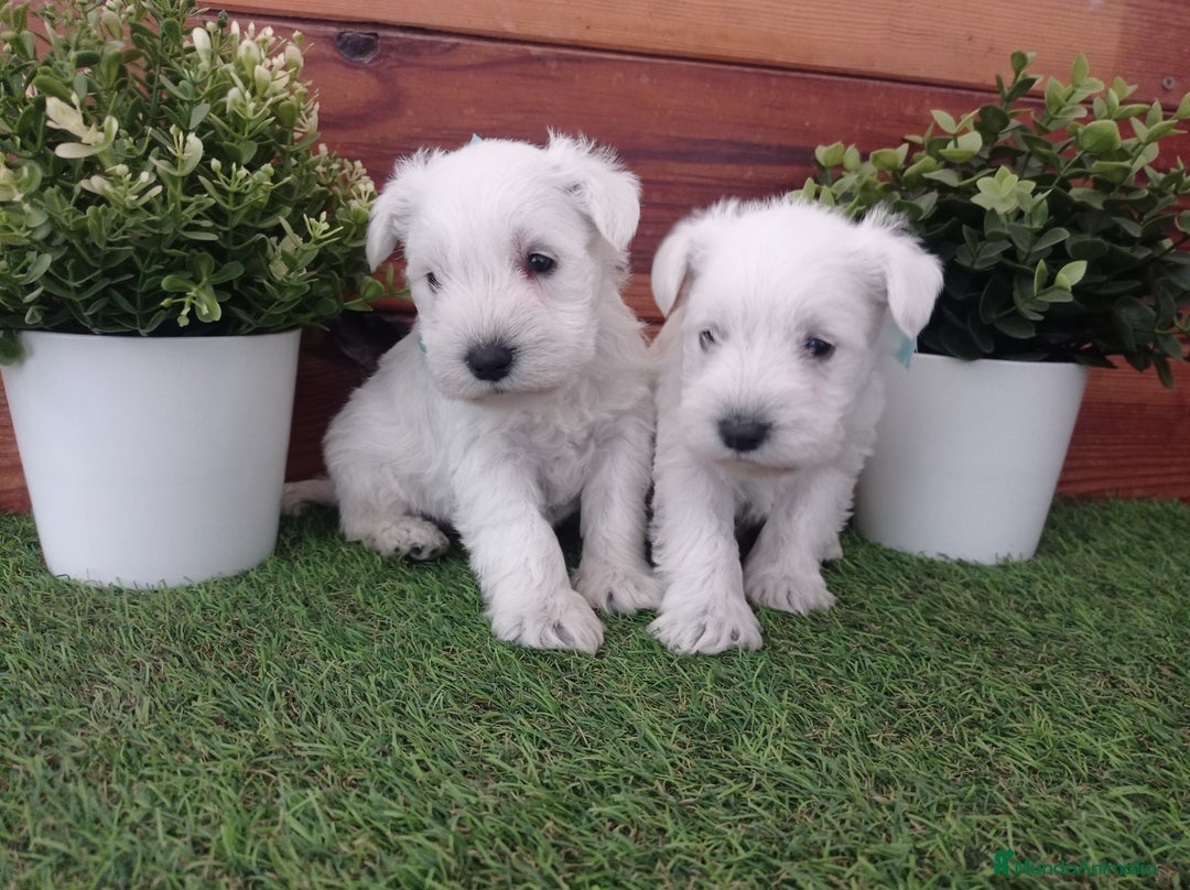 Schnauzer Miniatura perros en venta: Espectaculares schnauzers mini blancos - Anuncio 7